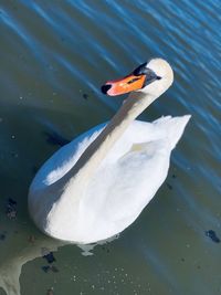 High angle view of swan swimming in lake