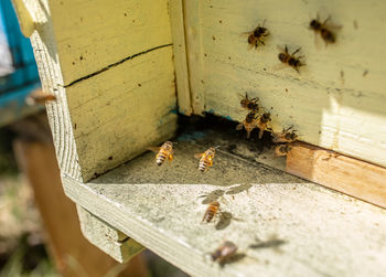 Close-up of bee on wood