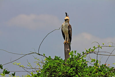 Low angle view of eagle perching on wooden post