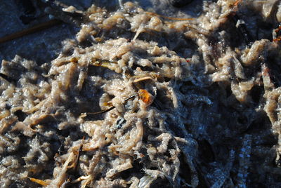 High angle view of coral in sea