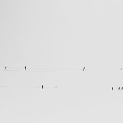 Birds flying over snow against clear sky