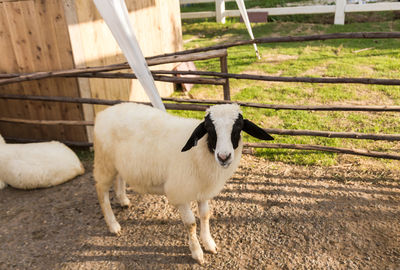 Goat standing in a field