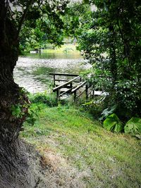 Scenic view of river amidst trees