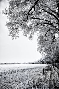 Bare tree against clear sky during winter