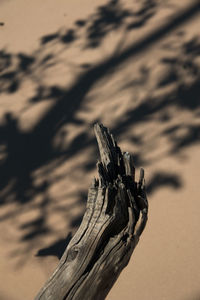 Close-up of wood on tree against sky