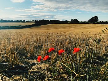 Scenic view of poppy field against sky