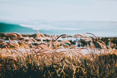 Close-up of plants by sea against sky