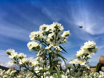 Close-up of insect pollinating flower