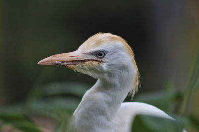Close-up of white heron