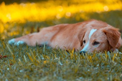 Dog resting on field