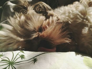 Close-up of dog relaxing on bed at home