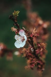 Close-up of cherry blossom