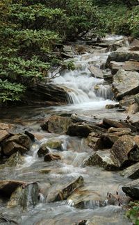 Scenic view of waterfall in forest