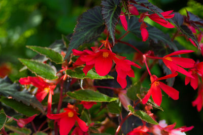 Close-up of red flowering plant