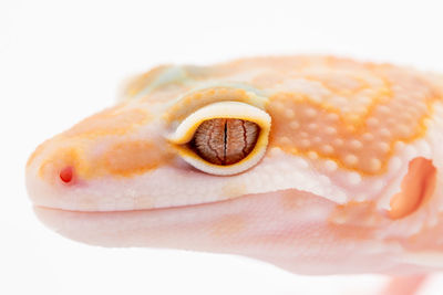 Close-up of hand holding ice cream