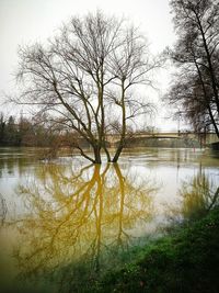 Bare tree by lake against sky