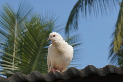 Low angle view of pigeon perching on roof against sky