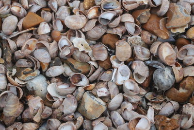 Full frame shot of seashells