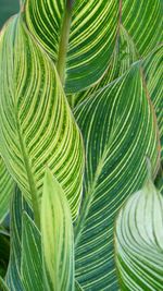 Full frame shot of palm leaves