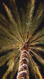 Low angle view of palm trees