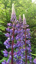 Close-up of purple flowers