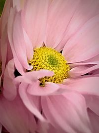 Extreme close-up of pink flower