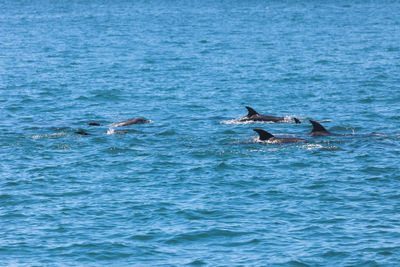 View of two birds swimming in sea