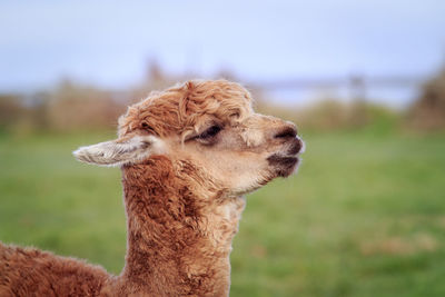 Close up head of new zealnd alpaca against green blur background