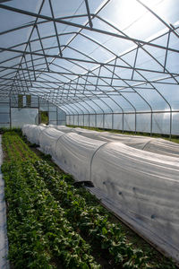 Vertical image greenhouse interior with rows of organic vegetables and open door