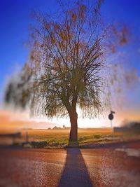 Bare tree on field against clear blue sky