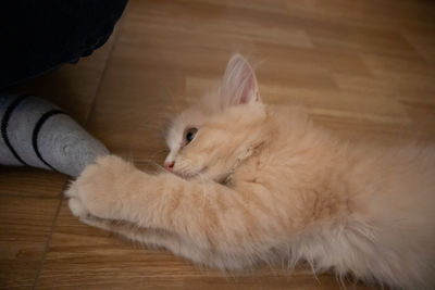 High angle view of cat lying on hardwood floor