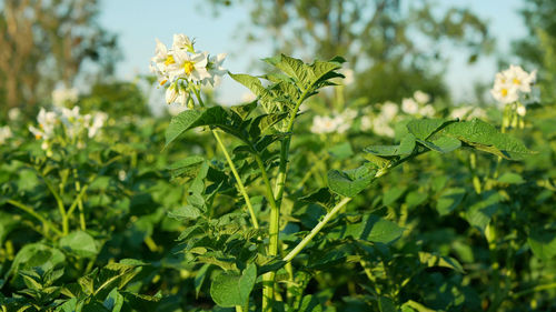 Close-up of flowering plant leaves on field