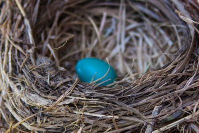 High angle view of bird nest