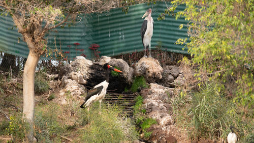 High angle view of bird on field