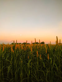 Plants growing on field against sky during sunset