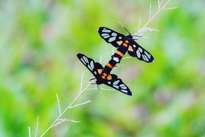 Close-up of butterfly pollinating flower