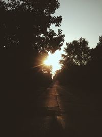 Sun shining through trees