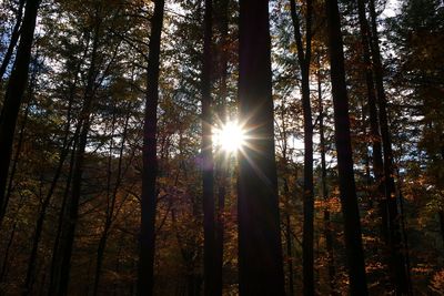 Sunlight streaming through trees in forest