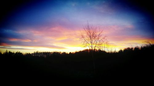 Silhouette of trees at sunset