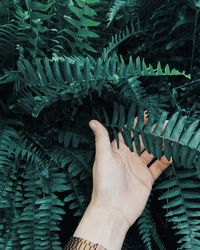 Human hand touching leaves