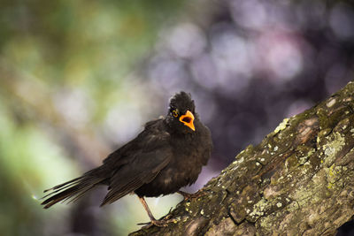 Close-up of bird perching on a rock