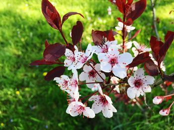 Close-up of pink cherry blossoms in spring