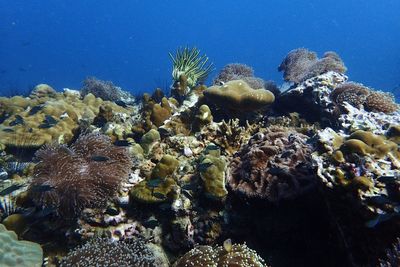 Fish swimming in sea