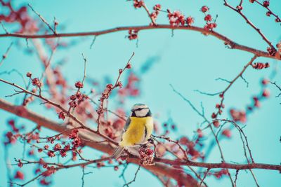 Low angle view of bird perching on branch