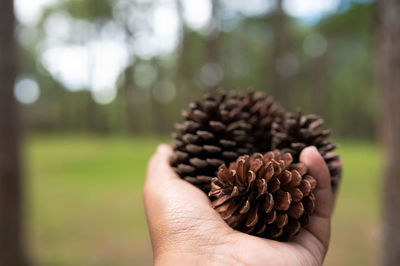 Pine cones in hand with bokeh of trees