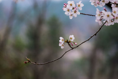 Close-up of cherry blossoms in spring