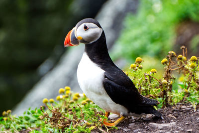 Close-up of puffin perching on a field