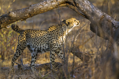 View of a cat on tree trunk