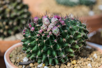 Close-up of potted cactus plant