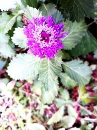 Close-up of pink flowering plant